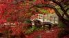Autumn in Japan HD Wallpaper