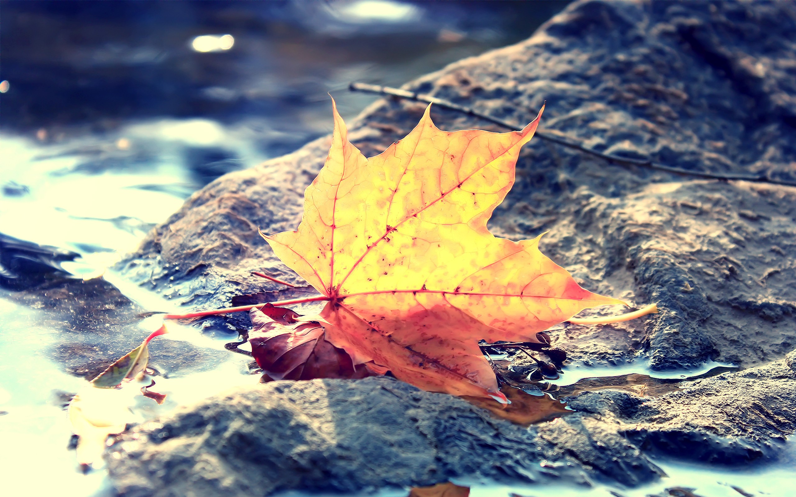 Падающие листья в воду. Листья на воде. Осенние листья на воде фото. Осенний лист упал в воду. Красиво падала листва красиво плыли пароходы.