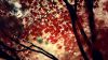 Autumn wood forest HD Wallpaper