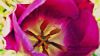 Awesome tulip HD Wallpaper