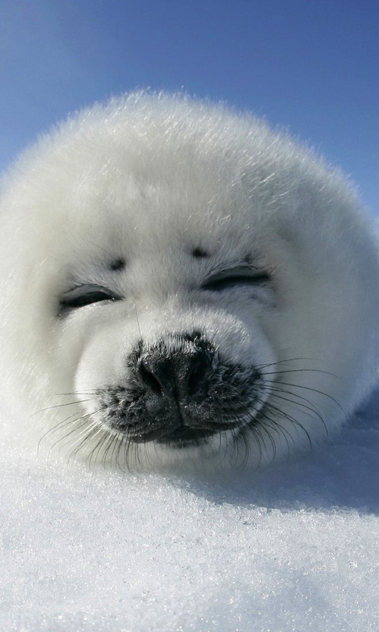 Baby Seal HD Wallpaper