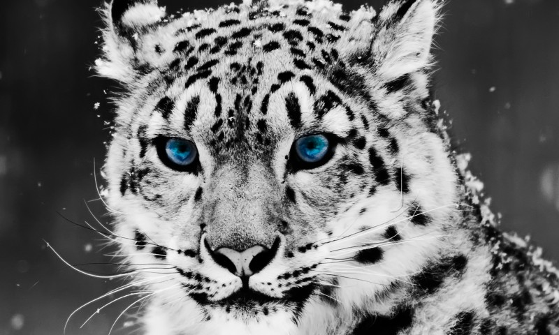 Baby White Tigers With Blue Eyes Wallpapers for Desktop and Mobiles