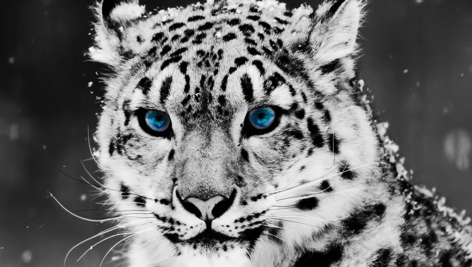 Baby White Tigers With Blue Eyes Wallpapers for Desktop and Mobiles