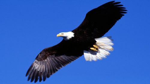 Bald Eagle flies HD Wallpaper