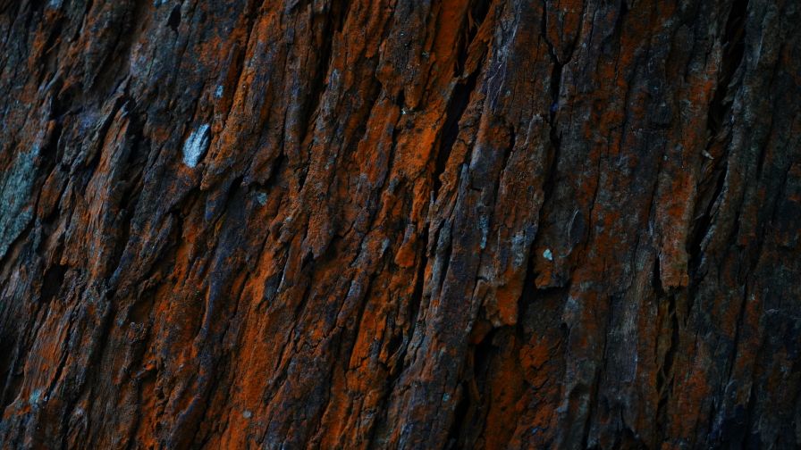 Bark of tree HD Wallpaper