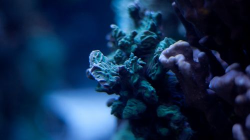 Beautiful corals HD Wallpaper