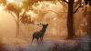 Beautiful Fallow Deer in Forest Autumn Wallpaper