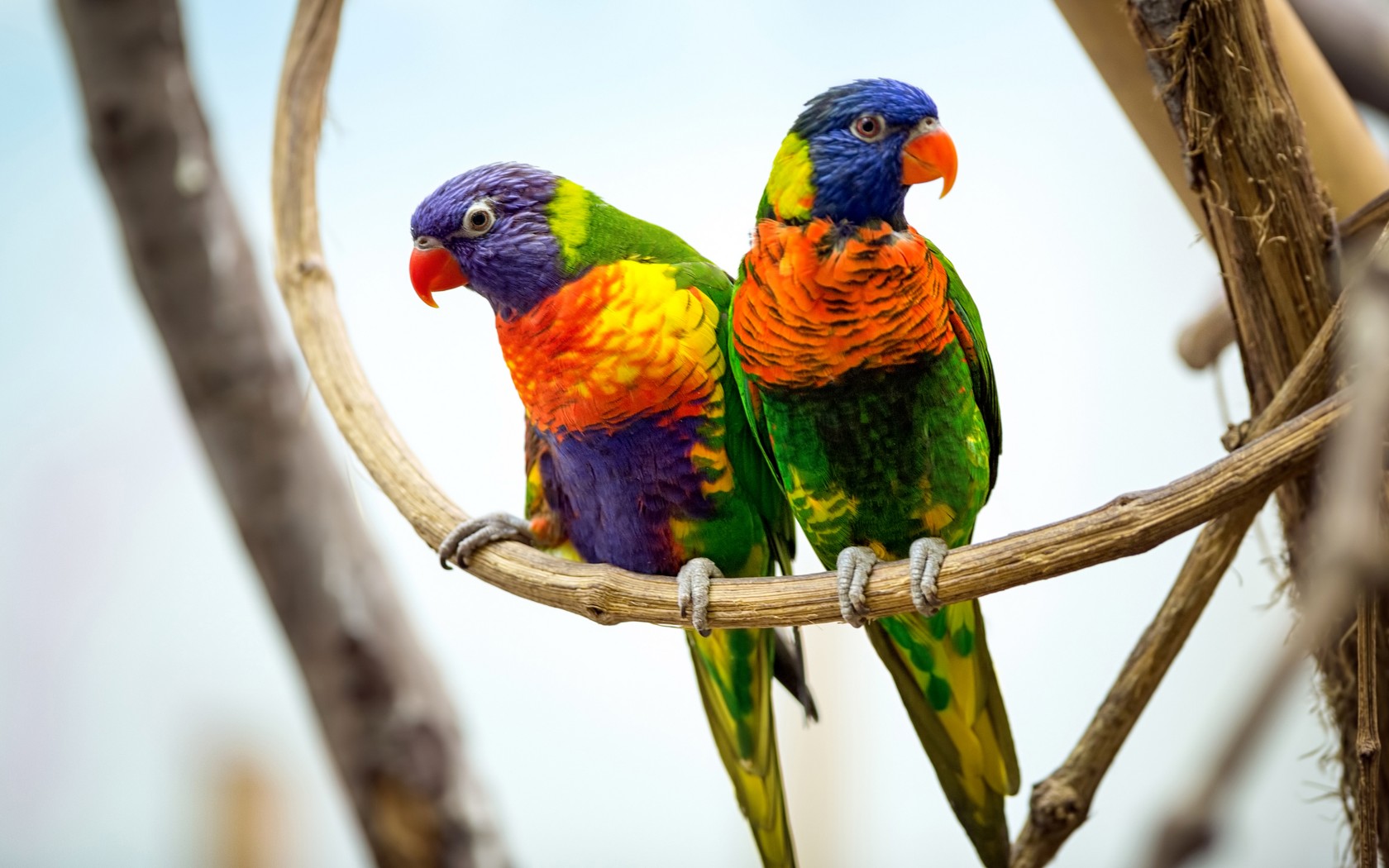 Beautiful Green & colorful Parrots Wallpaper