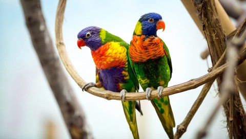 Beautiful Green & colorful Parrots Wallpaper