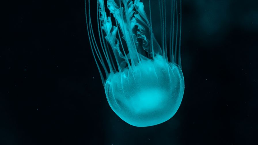 Beautiful jellyfish at the botom of the sea HD Wallpaper