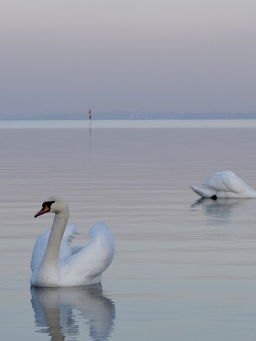 Beautiful swans HD Wallpaper