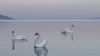 Beautiful swans HD Wallpaper