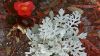 Begonia and Dusty Miller HD Wallpaper