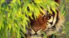 Bengal Tiger HD Wallpaper