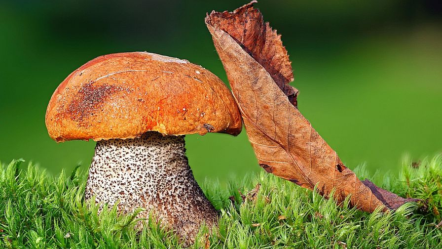 Big mushroom and an Autumn leaf HD Wallpaper