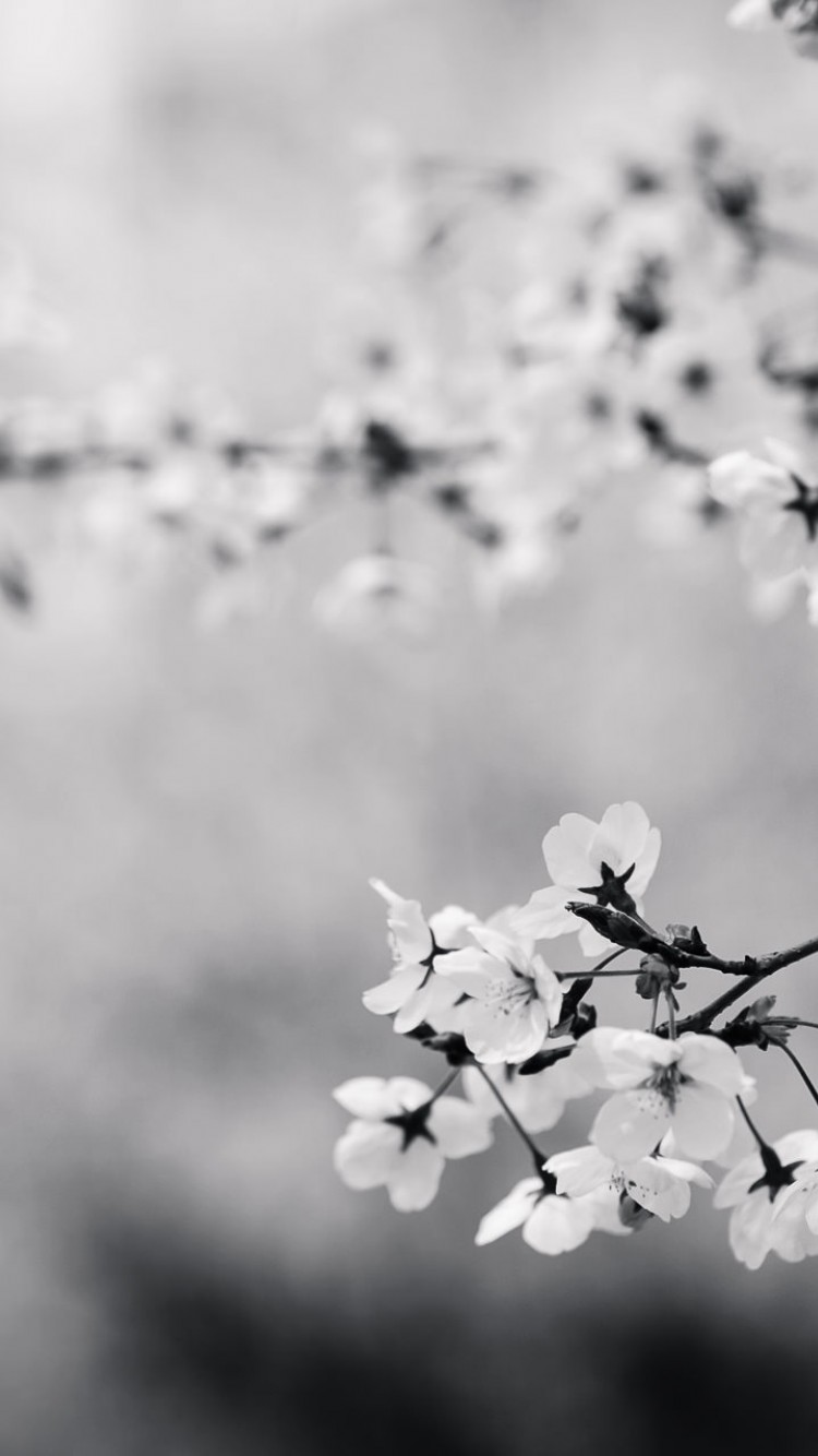 Black and White Blossoms