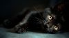 Black cat HD Wallpaper available in different dimensions