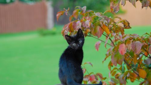 Black cat HD Wallpaper