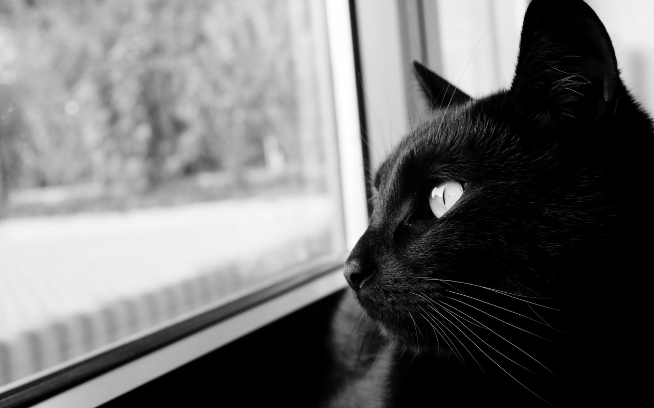 Black cat starring at the window HD Wallpaper