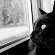 Black cat starring at the window HD Wallpaper