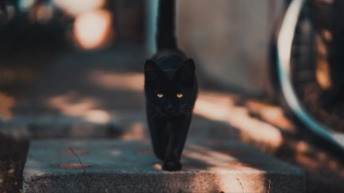 Black cat walking HD Wallpaper