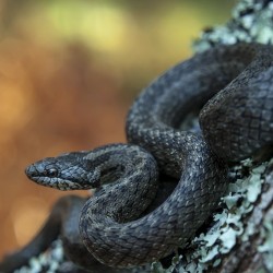 Black Indie Snake HD Wallpaper