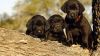 Black Labrador Retriever Puppies Wallpaper for Desktop and Mobiles