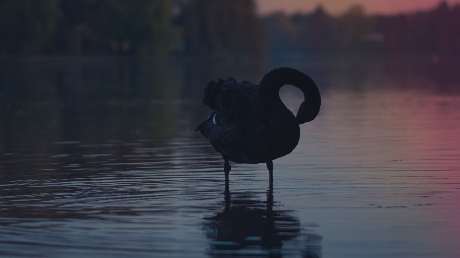 Black Swan Hd Wallpaper for Desktop and Mobiles