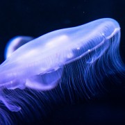 Blue colored jellyfish HD Wallpaper