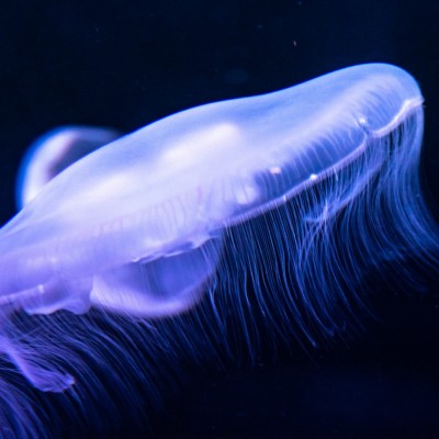 Blue colored jellyfish HD Wallpaper
