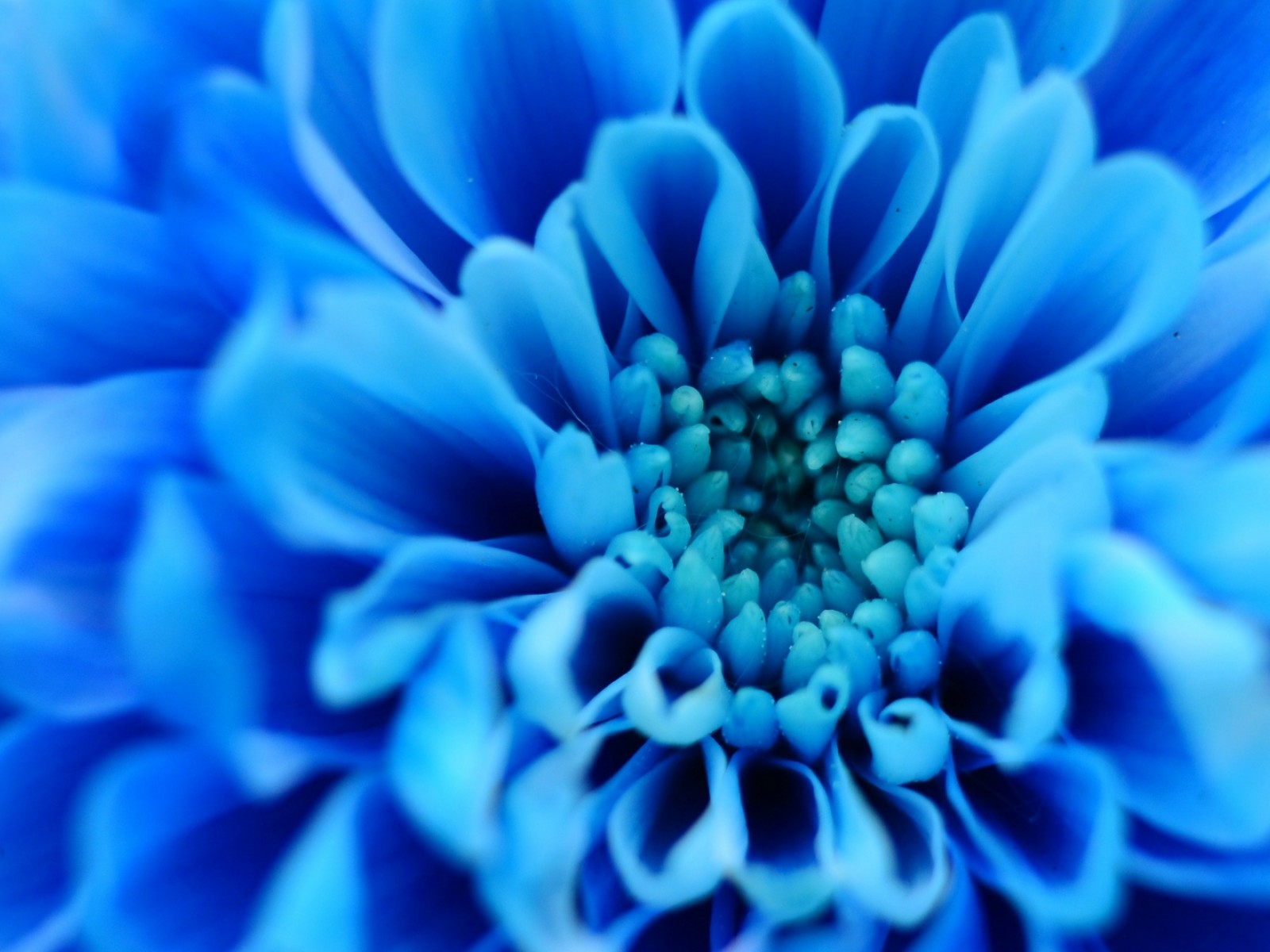 Blue flower petals HD Wallpaper