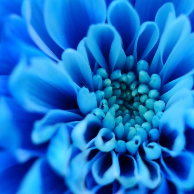 Blue flower petals HD Wallpaper