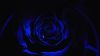 Blue rose petals HD Wallpaper