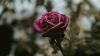 Blury image of a beautiful rose HD Wallpaper