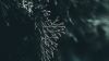 Blury image of leaves HD Wallpaper