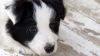 Border Collie Puppy Hd Wallpaper for Desktop and Mobiles