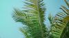Bottom view of a palm tree HD Wallpaper