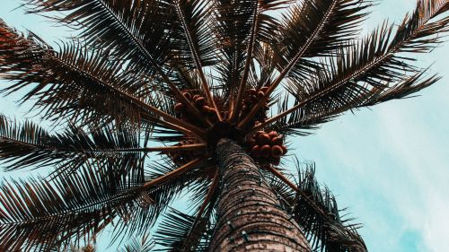 Bottom view of palm tree HD Wallpaper