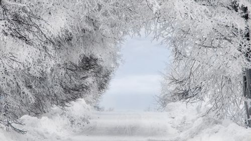 Branches covered in snow HD Wallpaper