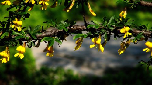 Branches With Yellow Flowers HD Wallpaper