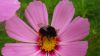 Bumblebee on flower HD Wallpaper