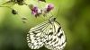 Butterfly Feeding Wallpaper for Desktop and Mobiles