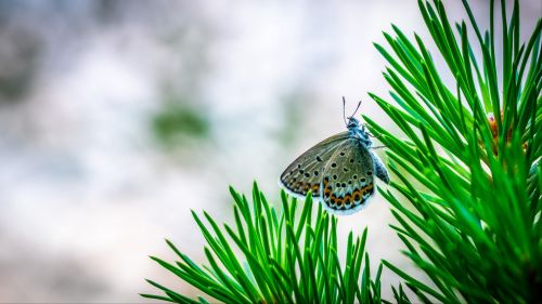 Butterfly over a branch HD Wallpaper
