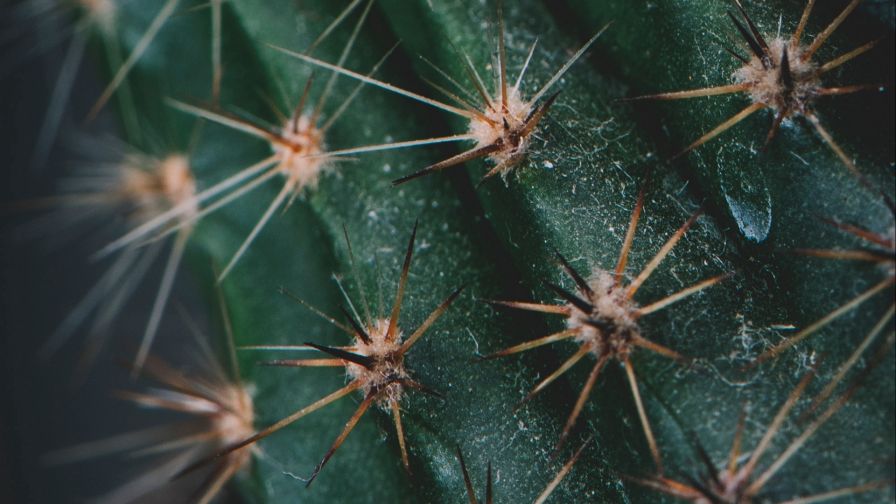 Cactus needles HD Wallpaper