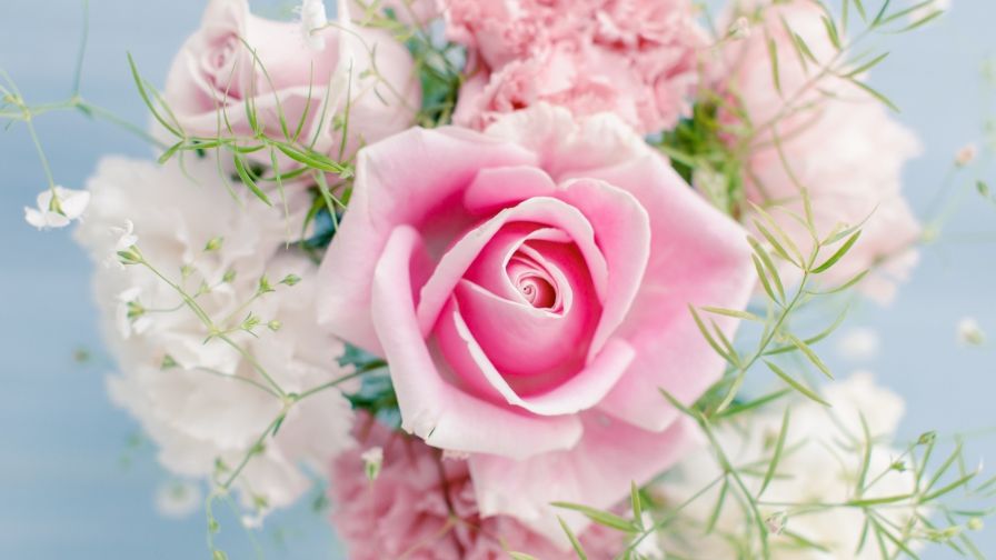 Carnation - Pink HD Wallpaper