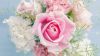 Carnation - Pink HD Wallpaper