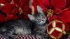 Cat Celebrating Christmas HD Wallpaper