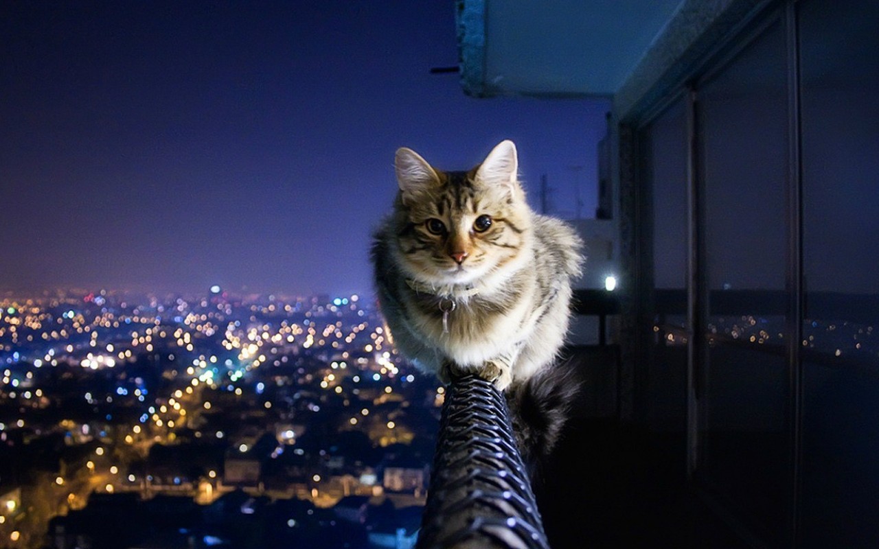 Cat cityscape HD Wallpaper