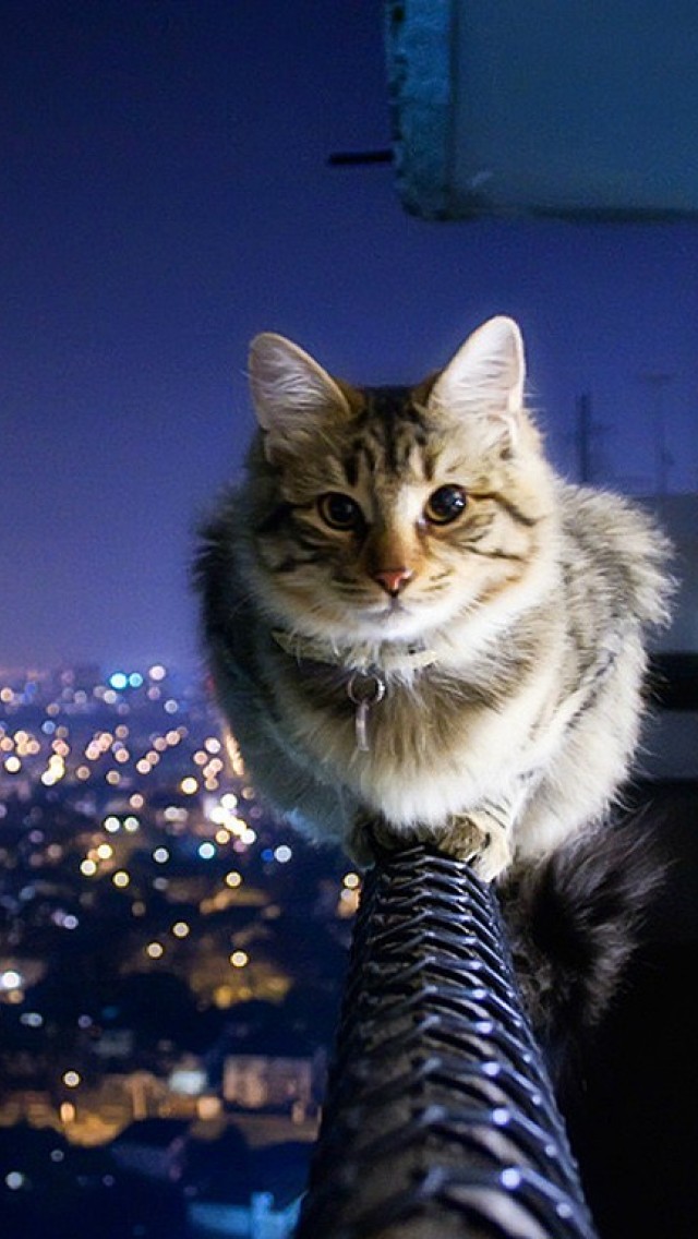 Cat cityscape HD Wallpaper