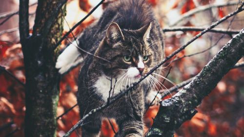 Cat climbing over a tree HD Wallpaper